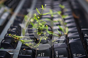 Black computer keyboard after lockdown. Green plants grow from the keyboard