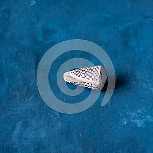 Black Cone on a blue background. Conus Marmoreus. Shell With White Triangle.