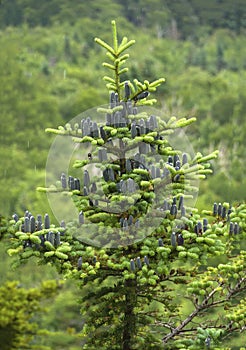 Black cones of balsam fir tree, Mt. Sunapee, New Hampshire.