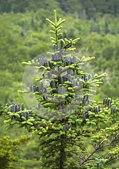 Black cones of balsam fir tree, Mt. Sunapee, New Hampshire. photo