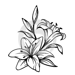 Black contour of lily flowers. Vector illustration.