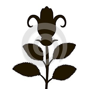 Black contour of rose with leaves shadow isolated on white background.