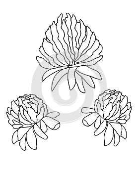 black contour scetch clover flower bud isolated botanical floral illustration isolated