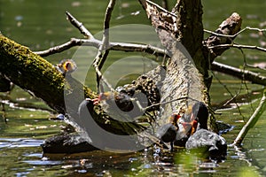 Black Coot chicks asking for food from their mother