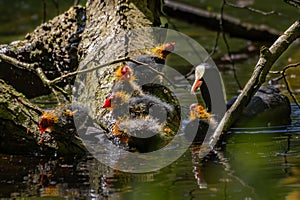 Black Coot chicks asking for food from their mother