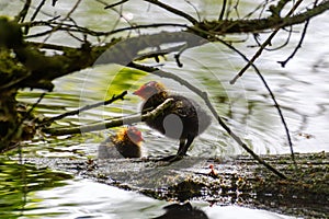 Black Coot chicks asking for food from their mother