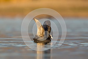 Black coot fulica atra swimming on water surface in morning light