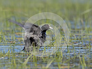 Black coot starts from the lake`s surface in a very contrasting backlight.