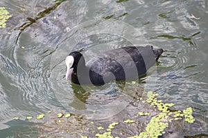 A black coot swimming in the canal