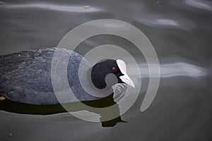 Black coot swimming in a lake