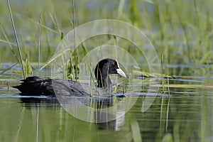 Black coot swims on the lake`s surface in a very contrasting backlight. photo