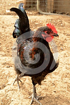 Black Copper Maran Chicken