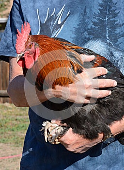 Black Copper Marans Rooster