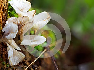 Black copy space mushrooms living for survival growth and propagation