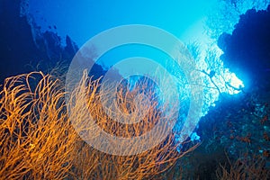 Black Coral - Papua New Guinea