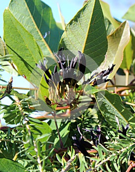 Black Coral Pea