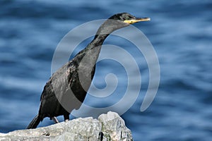 Black cormorant