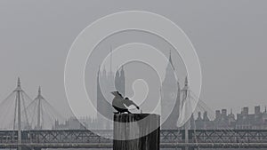 Black cormorant in the background of the Big Ben tower.