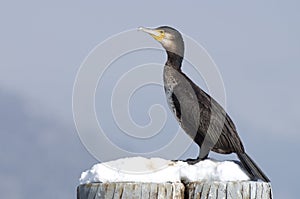 Black cormorant bird