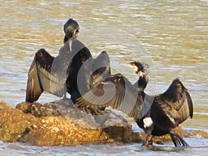 Black cormorant bird fishing river couple rock