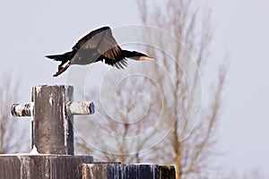 Black cormorant bird flying