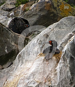 Black cormorant bird nesting on rock
