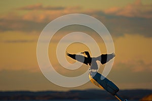 Black cormorant drying its wings on top of a light pole at sunset..