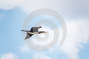 Black Cormorant flying in blue sky. The great cormorant, Phalacrocorax carbo