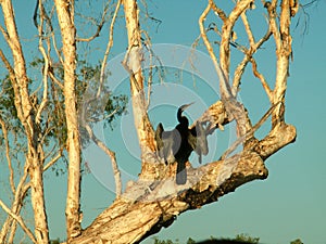 Black Cormorant, Kakadu National Park, Northern Territory, Australia