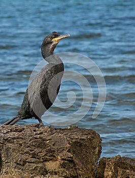 Black cormorant (Phalacrocorax aristotelis) standing on a rock.