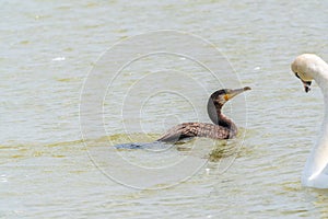 A black cormorant swimming in the sea. The great cormorant, Phalacrocorax carbo