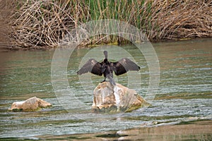 Black cormorant unfurling its wings to the sun, river Segre, lleida