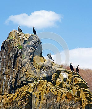 Big black cormorants