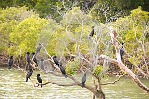 Black cormorants on tree