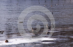 Black cormorants in winter on ice in the morning