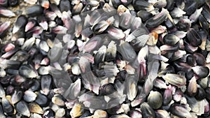 black corn grains, texture background