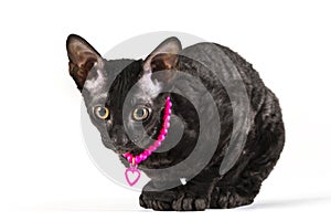 Black cornish rex kitten sitting on white background