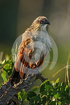 Black Coucal - Centropus grillii