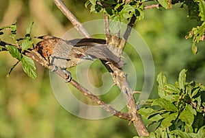 Black Coucal - Centropus grillii