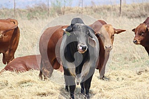 Black cow