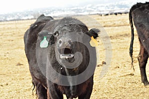 Black cow bawling for her calf