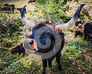 Black Cow with big horns looking towards camera