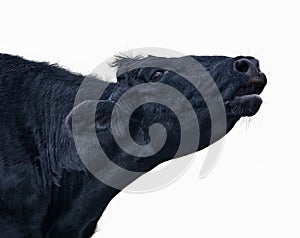 Black cow or bovine mooing, bellowing, blaring, braying or calling. isolated on white background