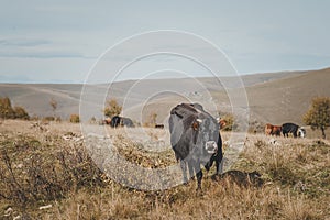 A black cow close-up grazes on a field in the mountains of the caucasus in russia in the elbrus region