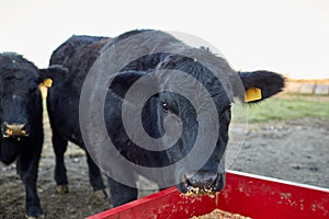 Black cow eating dry supplementary animal feed photo