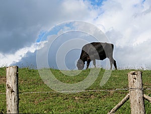 Black cow eating in the pasture on a summer day