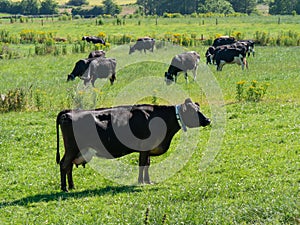 A black cow eats grass in a green field in summer. Irish livestock farm. Agricultural landscape. Cattle in the meadow, cow on