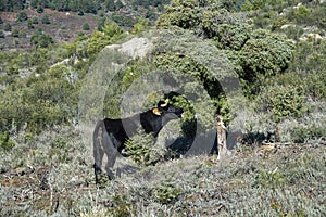 Black cow feeding on a Cade e tree