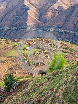 Black cow in a fresh green mountain slope pasture in summer. The village in the valley in the background. Vertical view