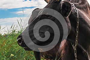 Cow`s head, cow`s eye close-up.